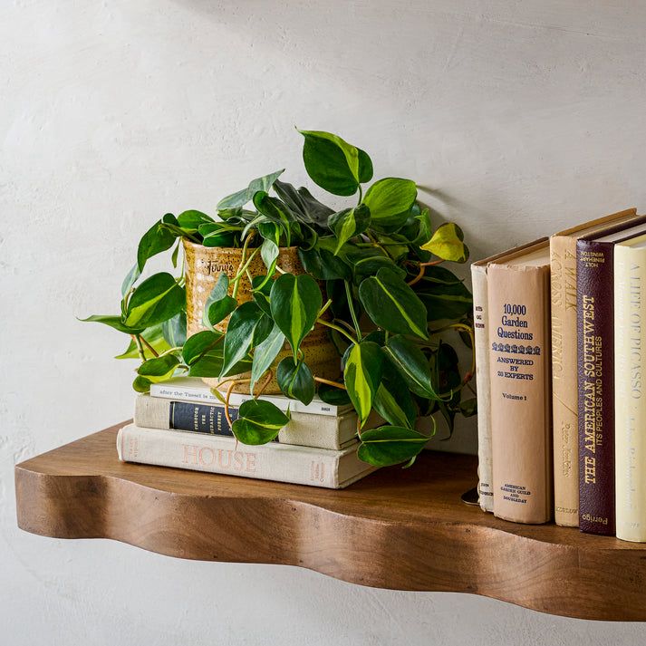 Natural Live Edge Solid Wood Floating Wall Shelves – Set of 2